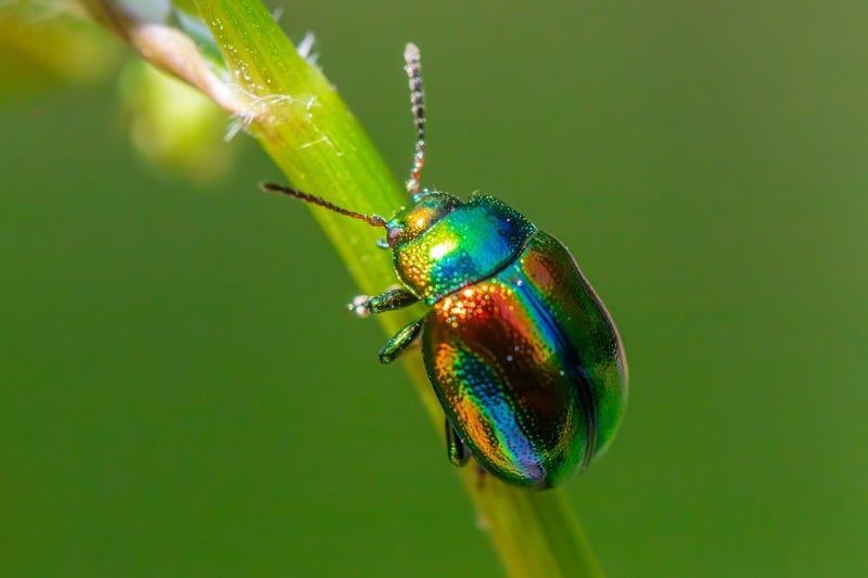 Pest control strategies